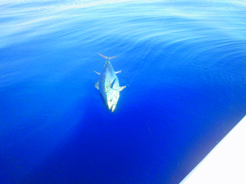 drifting in adriatico drifting in adriatico