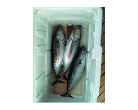 Tonni di piccola taglia