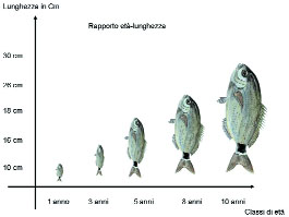 occhiata pesce