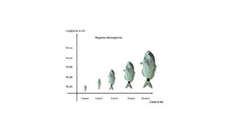 classificazione delle occhiate - pesca