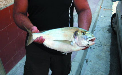 la pesca all'orata