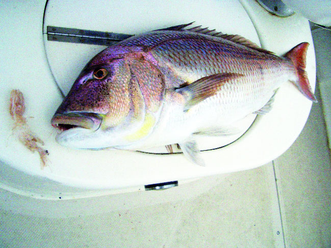 traina in inverno pesce