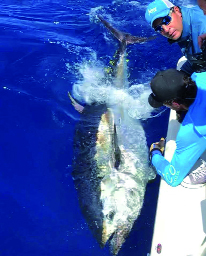 una battuta di pesca estrema ai giganti rossi pesca