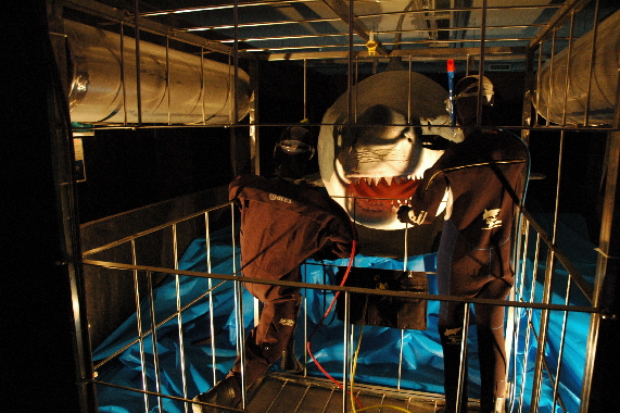 Museo SharkAcademy
