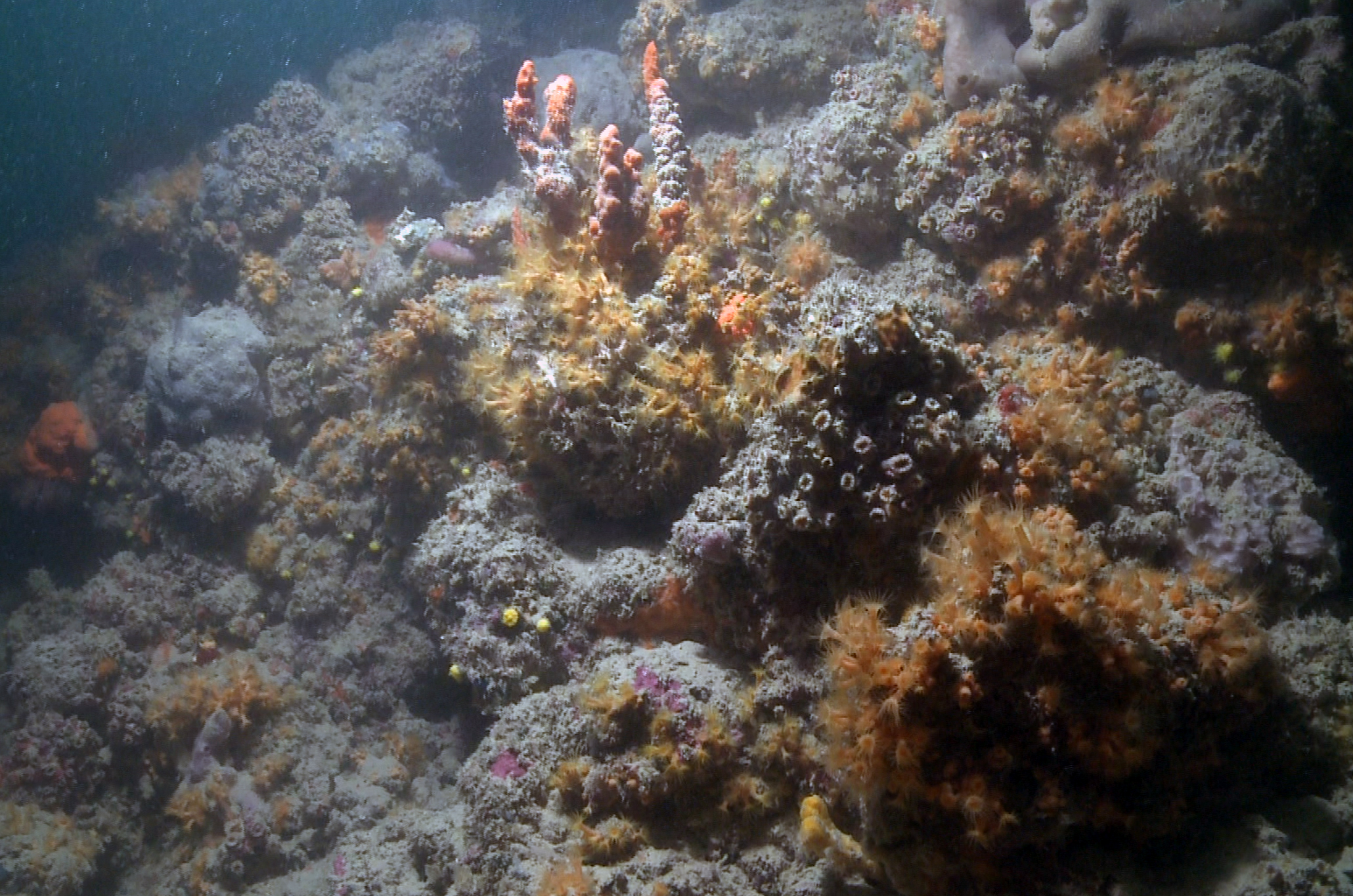 Le suggestive immagini della scogliera corallina pugliese