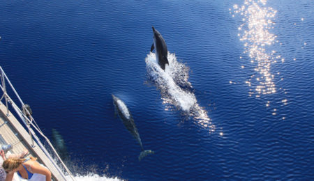 cetacei