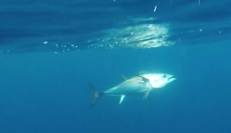 drifting al tonno rosso