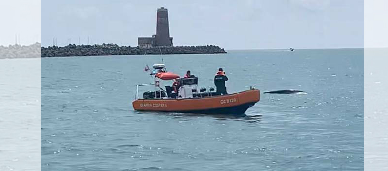 Il giovane esemplare di balena grigia