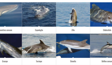 Avvistamento cetacei