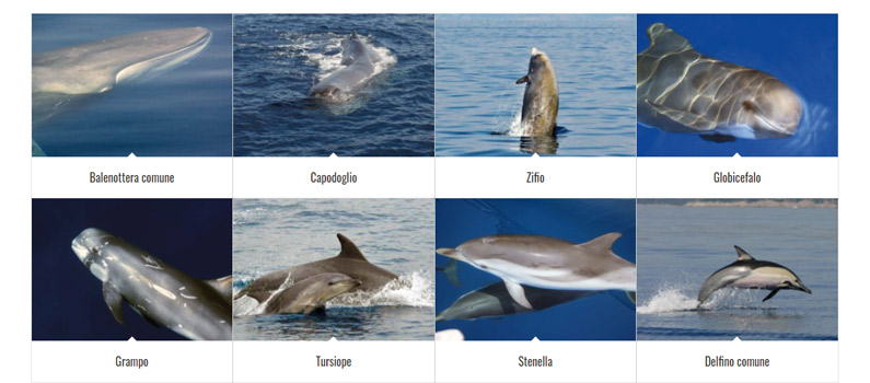 Avvistamento cetacei