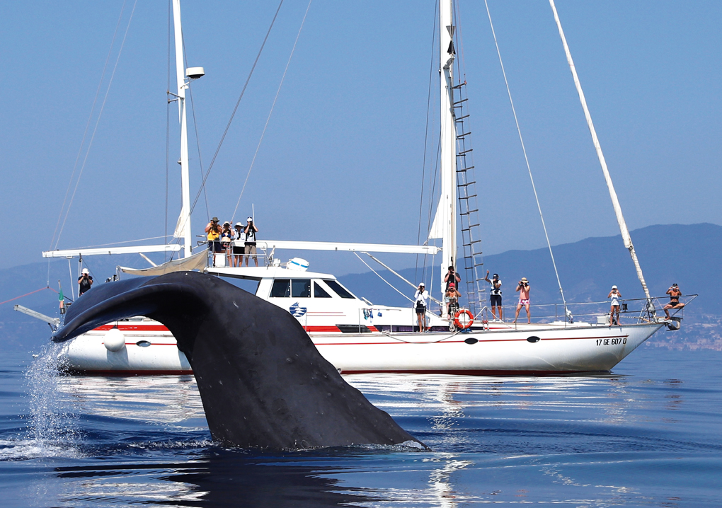 Avvistamento cetacei