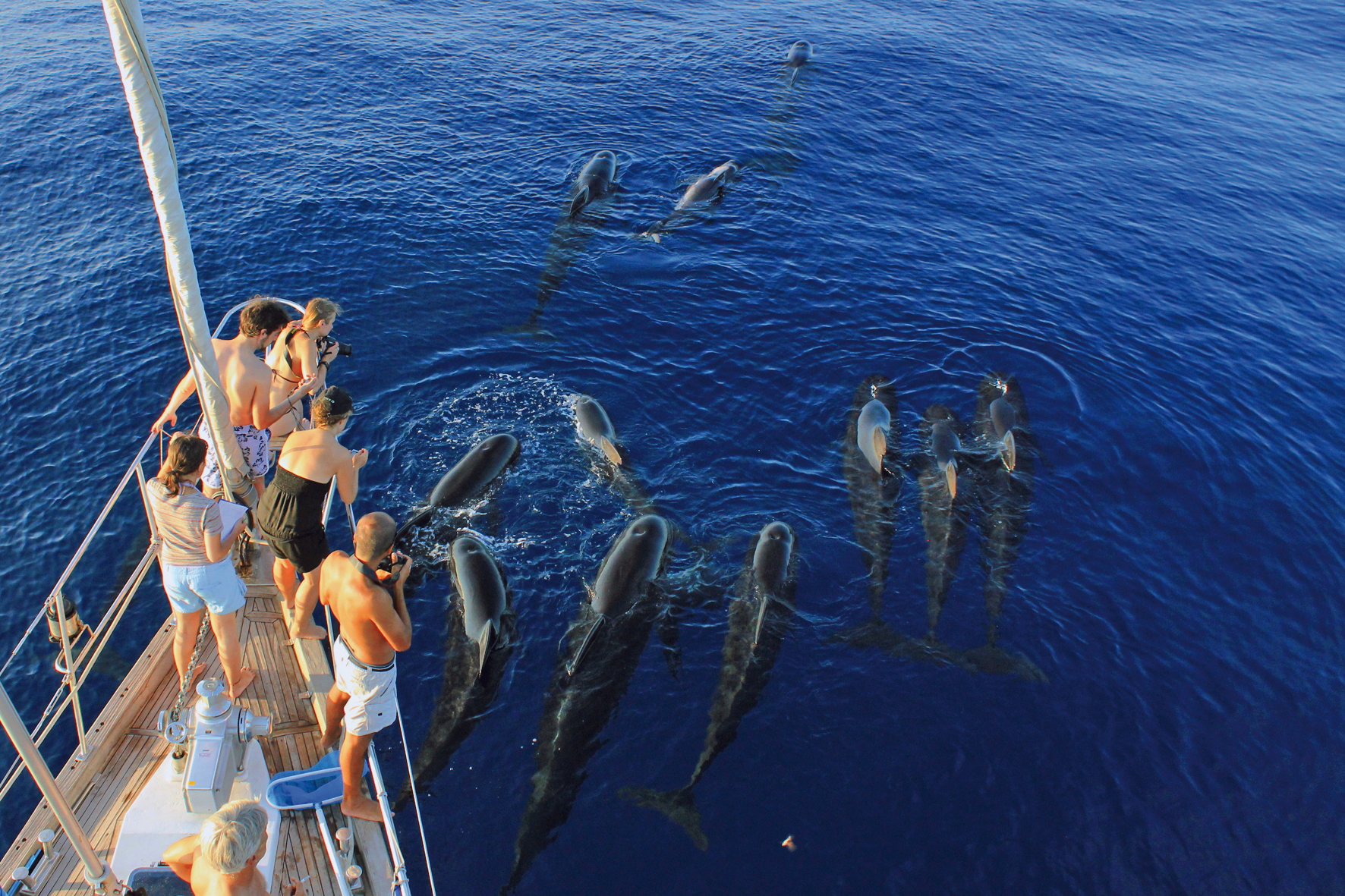 Avvistamento cetacei