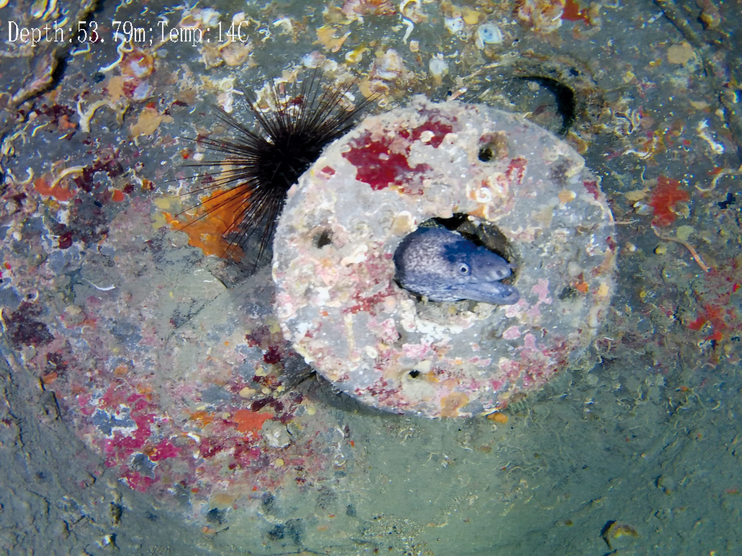 ROV