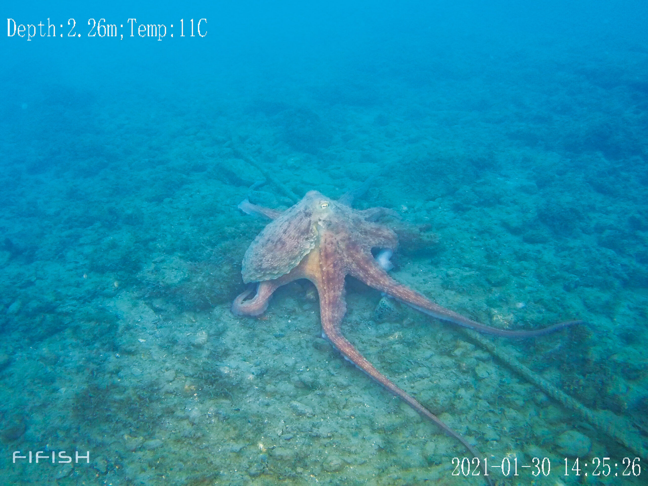 ROV