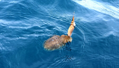 La pesca alle seppie cambia con il clima-cover