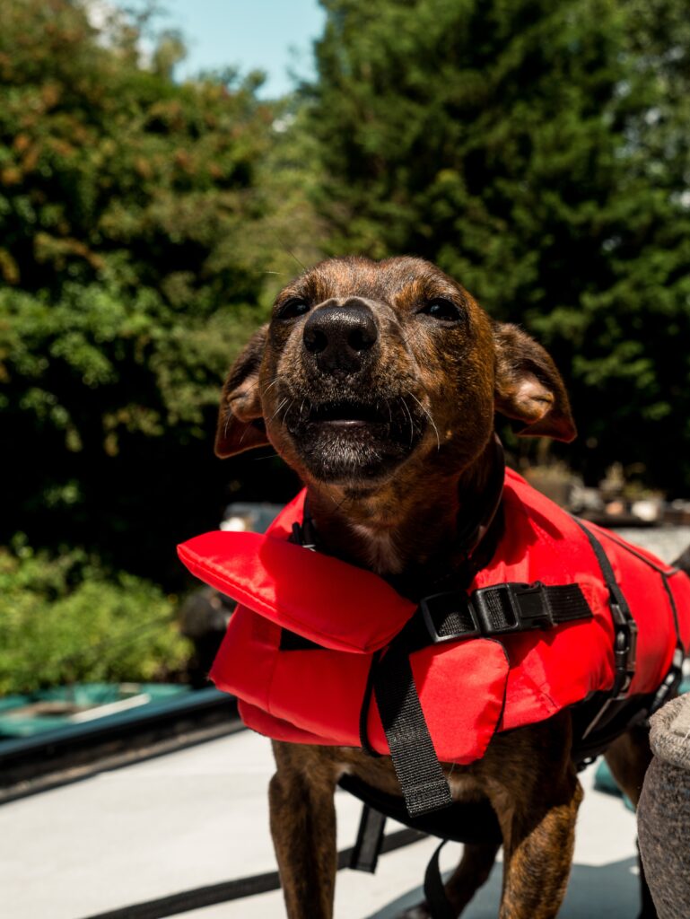 cintura di salvataggio per cani