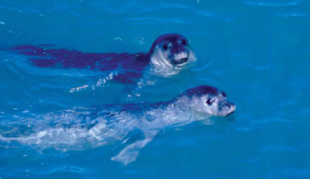 foca monaca cover