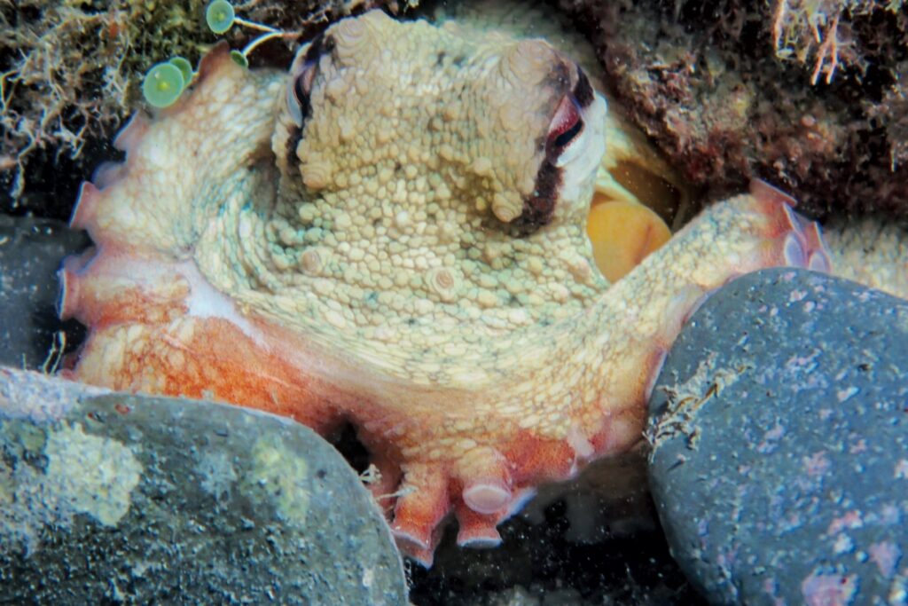 palmaria-subacquea