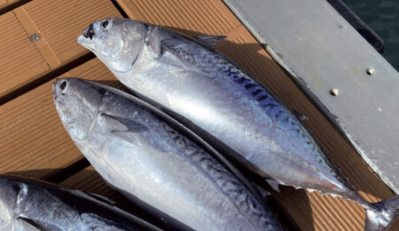 traina-costiera-cover