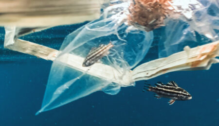plastic free onlus