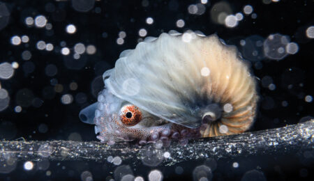 The-Ocean-Photographer of the Year Winner