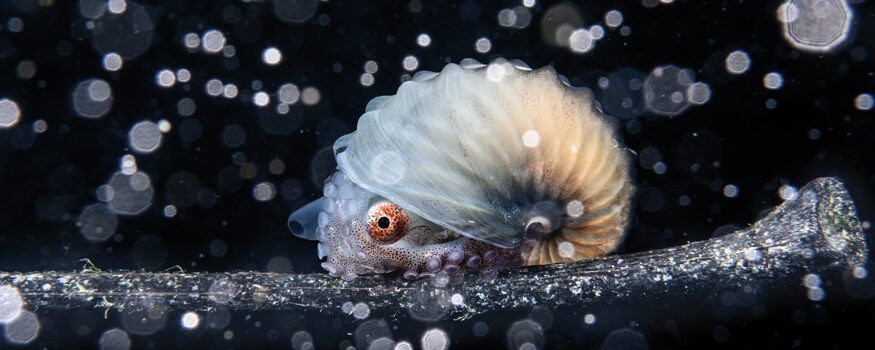 The-Ocean-Photographer of the Year Winner