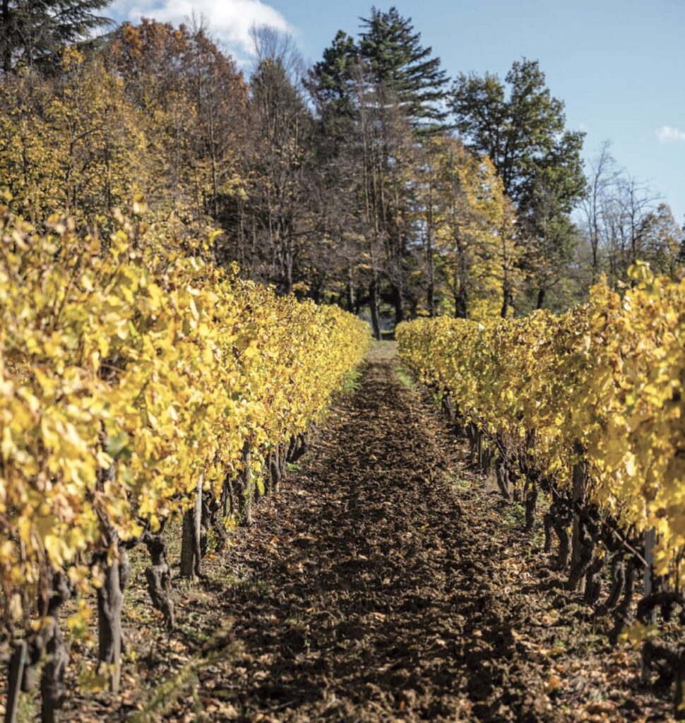 La Scolca vigna 