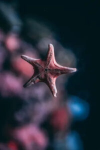 stella marina 