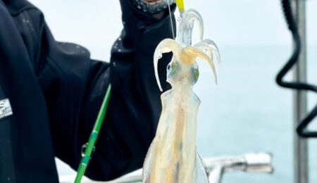 Calamari pesca
