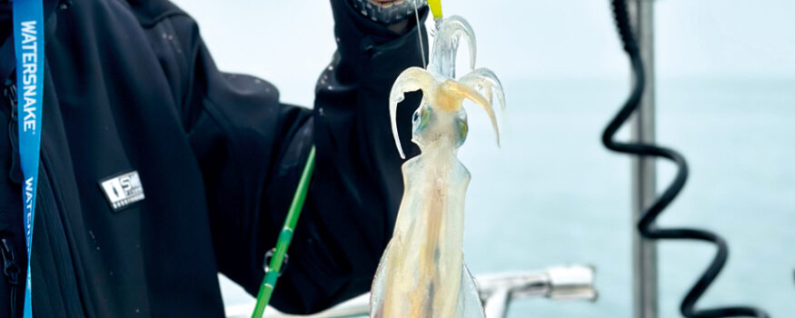 Calamari pesca