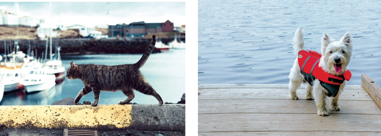 andare in barca con cani e gatti