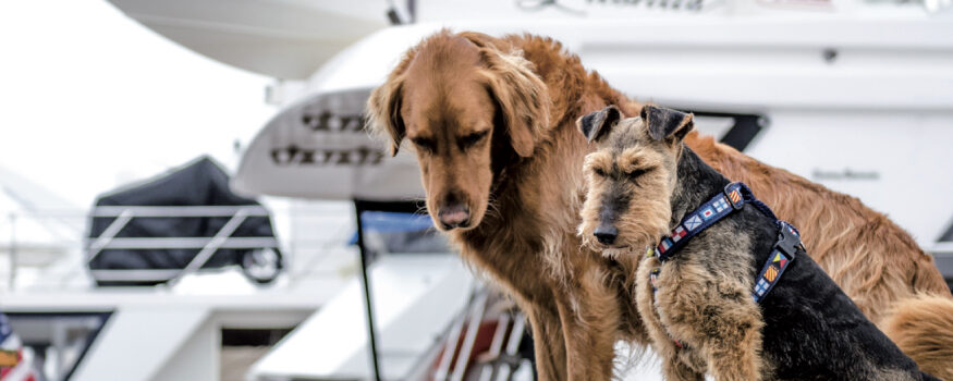in barca con cani e gatti