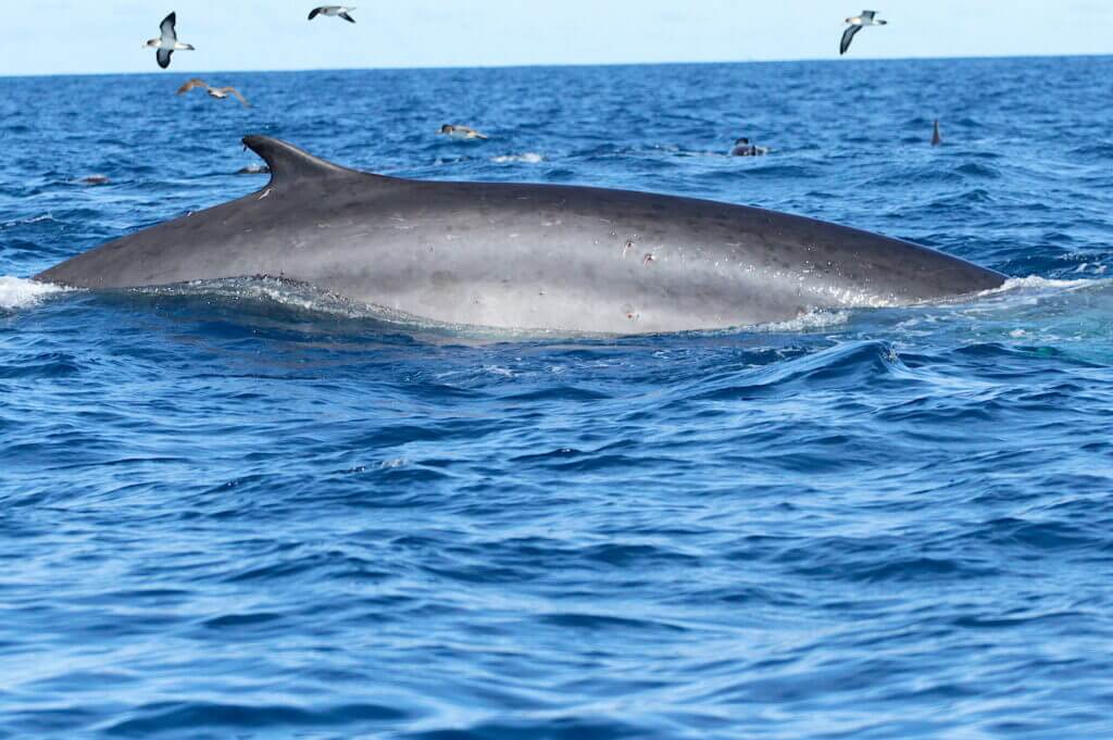 Vele del panda avvistamento dei cetacei