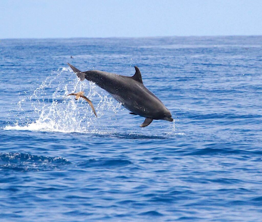 avvistamenti di cetacei in mare