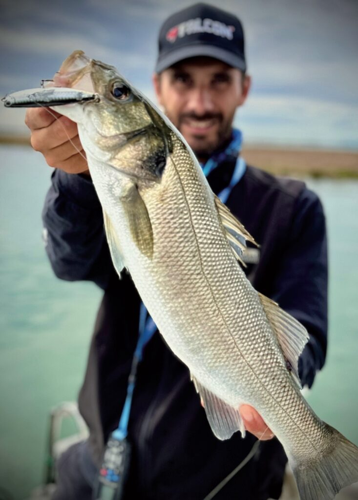 spigole laguna veneta