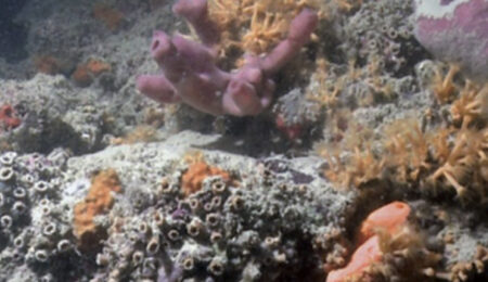 barriera corallina Italia