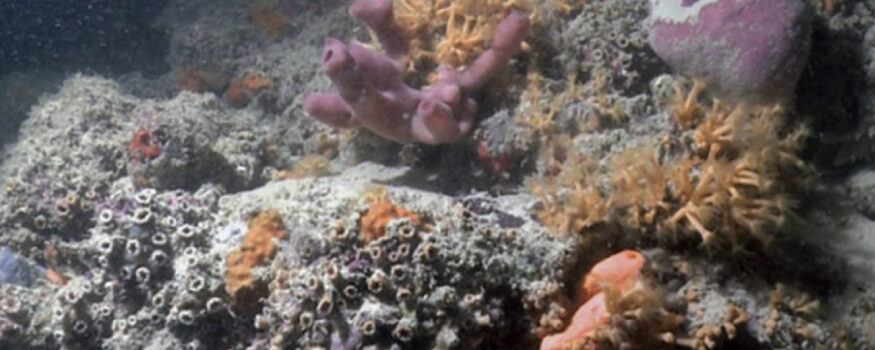 barriera corallina Italia