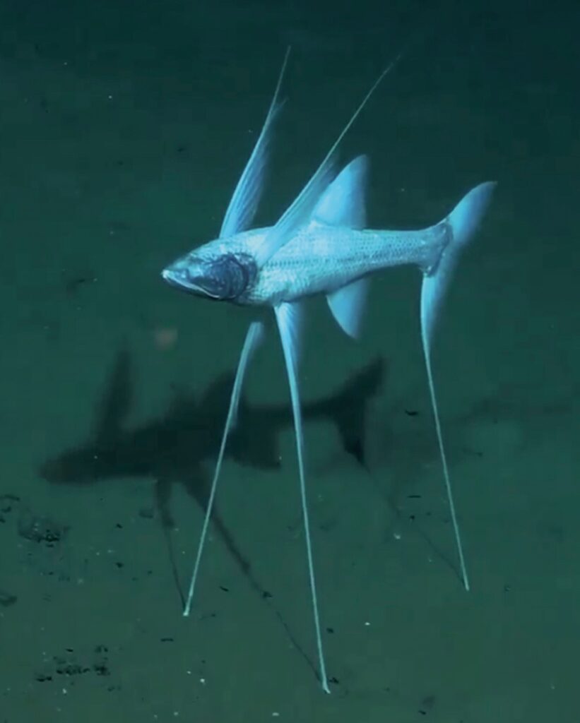 pesce treppiede 