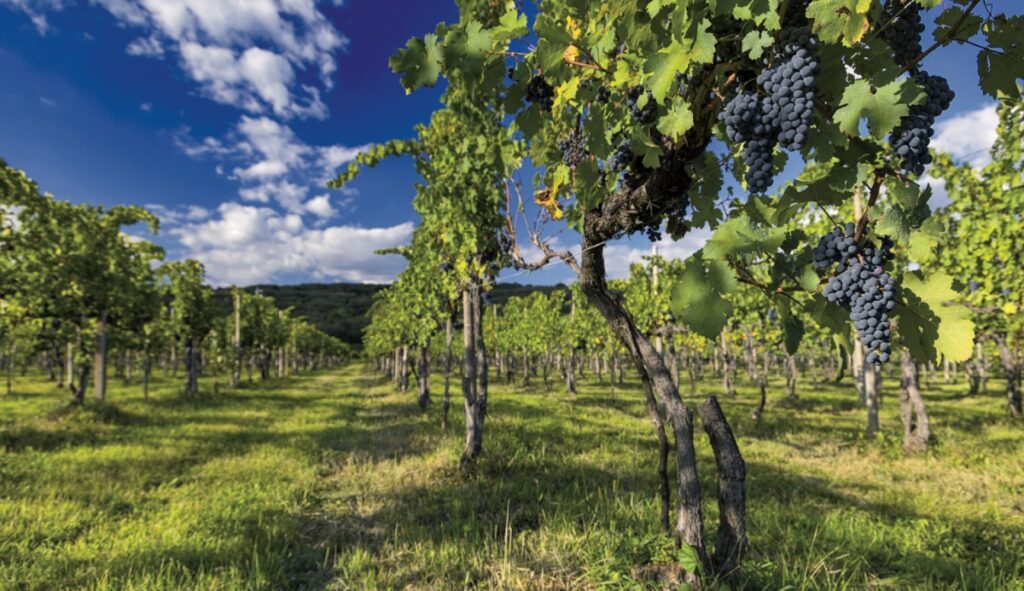 vigne Asolo