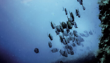 scuba diving e free diving consigli