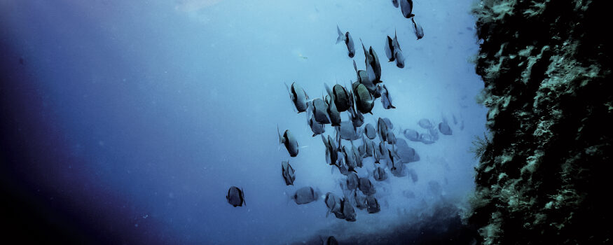 scuba diving e free diving consigli
