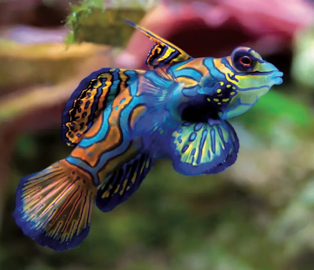 pesce mandarino