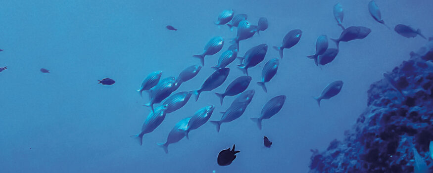 preparazione alla subacquea