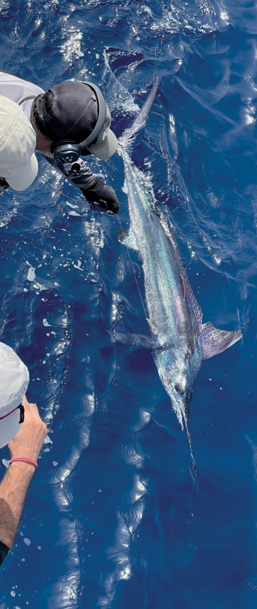 white marlin