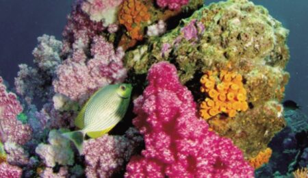 trattato sull'alto mare