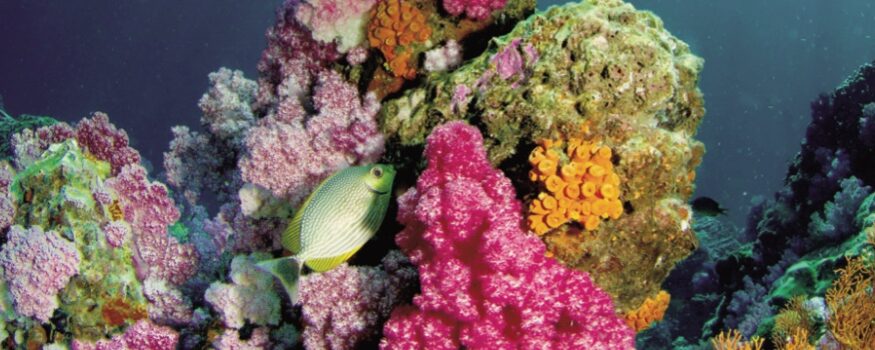 trattato sull'alto mare