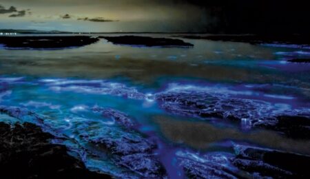 mare fosforescente bioluminescenza
