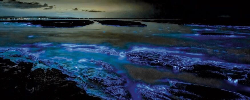 mare fosforescente bioluminescenza