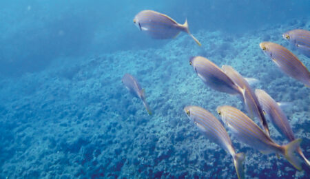 subacquea come terapia aspetti fisici e psicologici