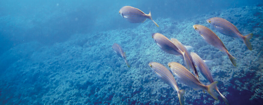 subacquea come terapia aspetti fisici e psicologici